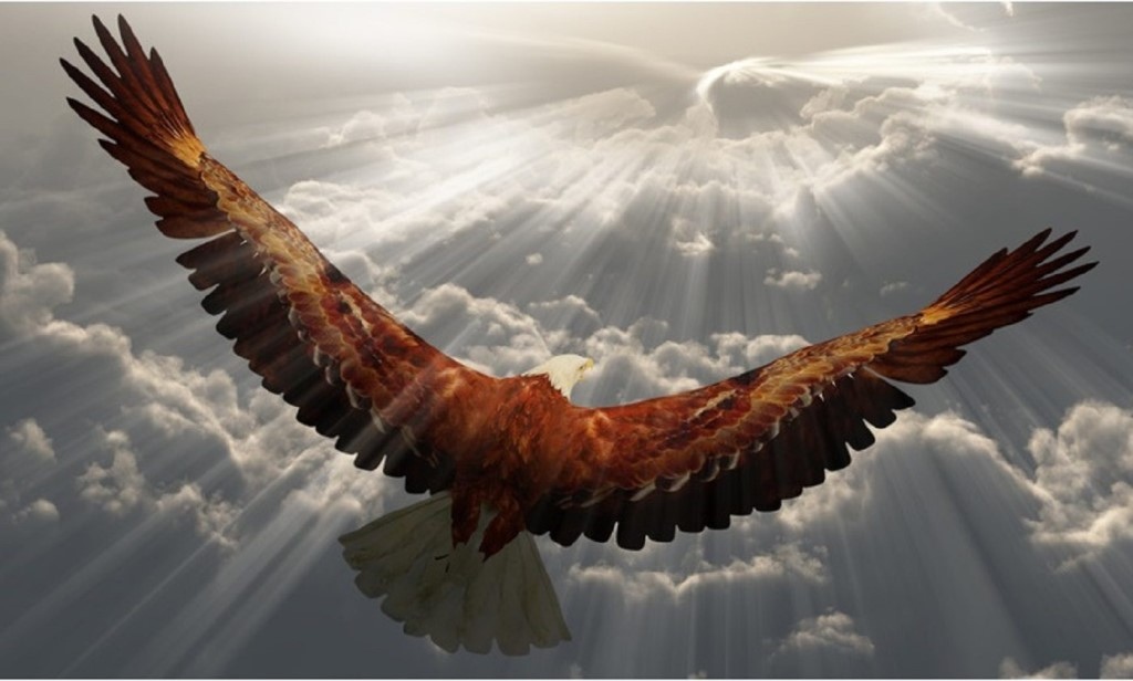 Орёл в небе.jpg